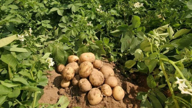 Patato 1728130031