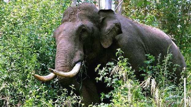 Wild Elephant.1.2022185