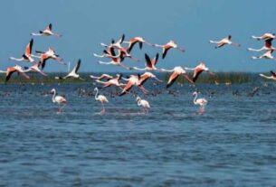 Annual Bird Census Kicks Off In Chilika