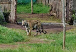 Sundari Tigress