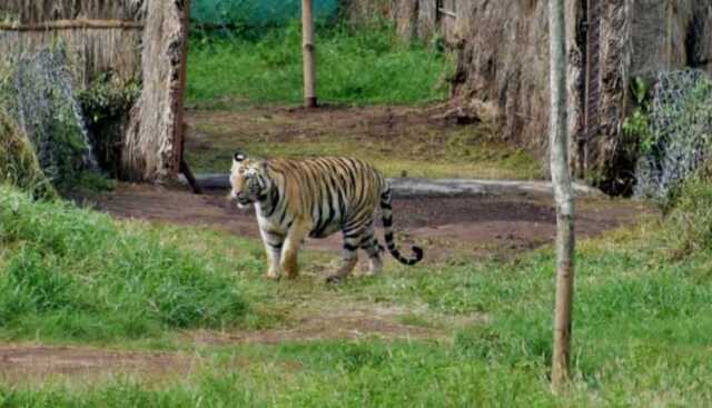 Sundari Tigress