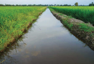 Rice Production Water Ways Padi Fields Irrigation