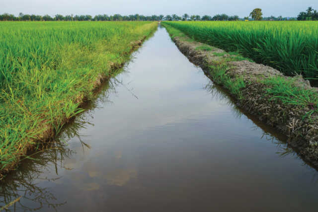Rice Production Water Ways Padi Fields Irrigation