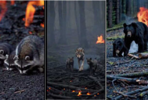 Us Wild Fire Animals 750x430