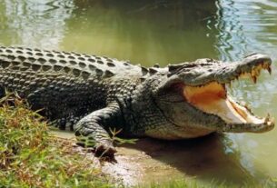 Crocodile