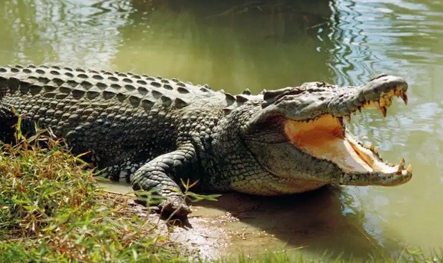 Crocodile