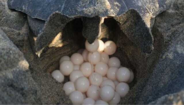Olive Ridley