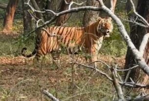 1200 675 23433998 Thumbnail 16x9 Tiger Aspera 750x430