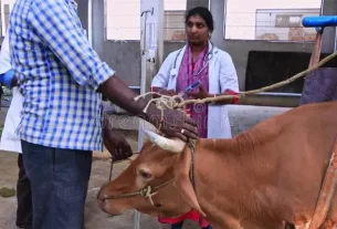 Cow