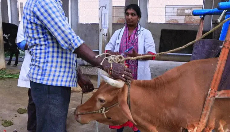 Cow
