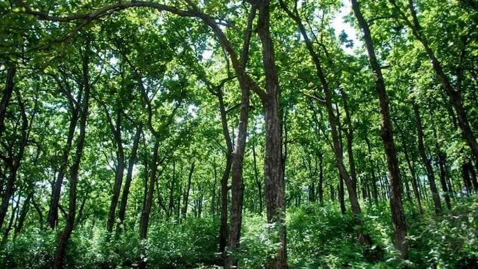 Forest