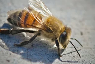 Killer Bees Africanised Bee Full