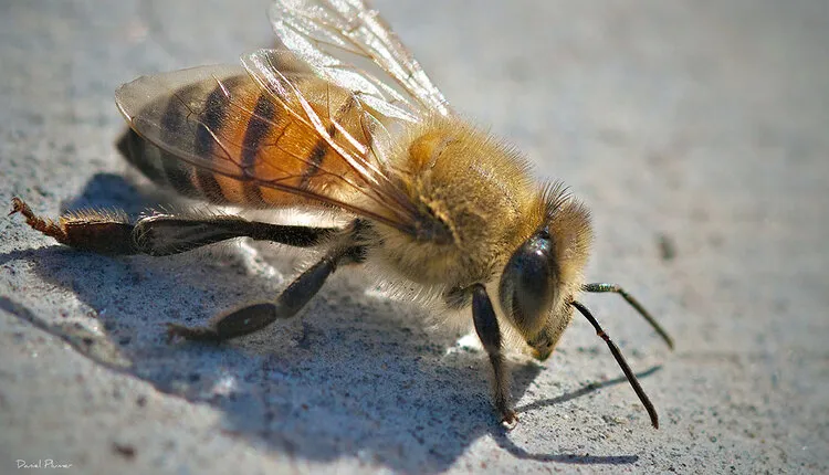 Killer Bees Africanised Bee Full