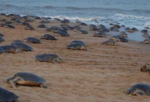 Olive Ridley
