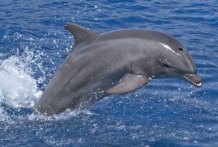 Bottlenose Dolphin Facts 3