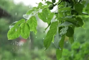 Drops Of Rain With Green Tree Na