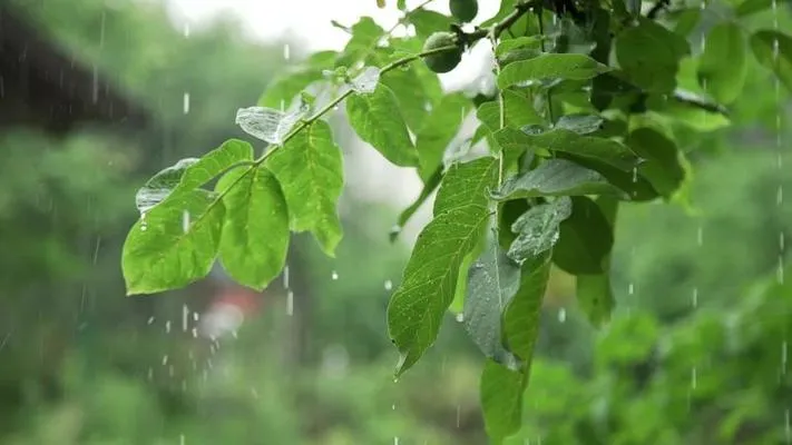 Drops Of Rain With Green Tree Na