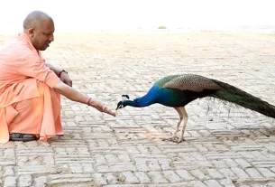 Yogi