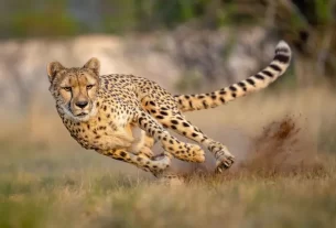 Cheetah
