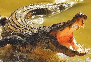 Crocodile22 750x430