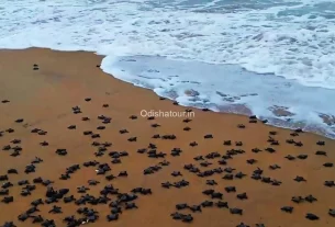 Olive Ridley Rushikulya River Ganjam 3