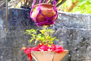 Pana Sankranti Tulsi Holy Basil