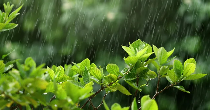 Rain
