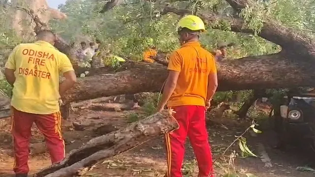 Tree1