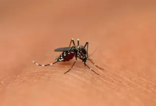 Dengue