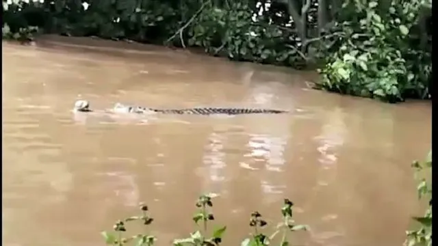 Croco