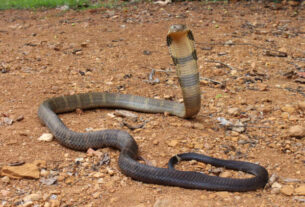 King Cobra