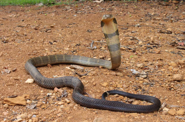King Cobra