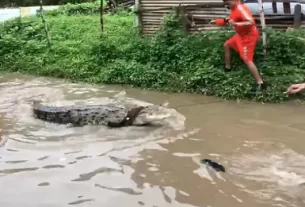Crocodile