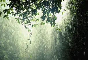 Rain