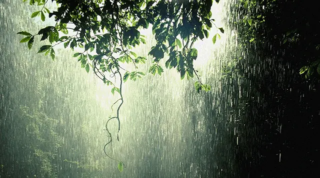 Rain