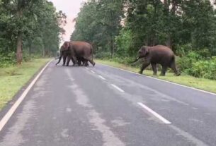 Elephant