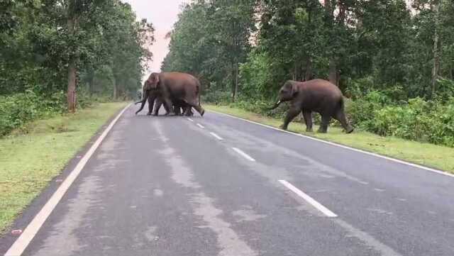 Elephant