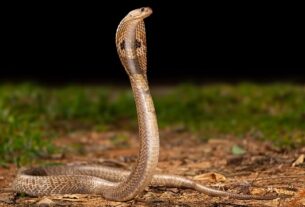 Snake