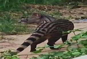 Animal