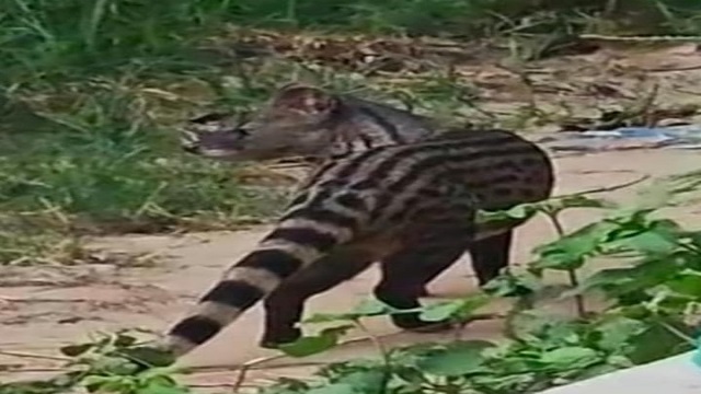 Animal