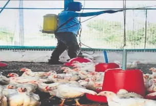Birdflu