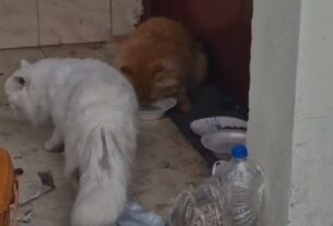 Cat N