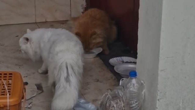 Cat N