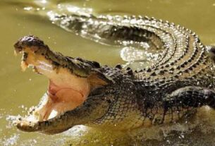 Crocodile