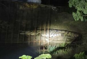 Crocodile