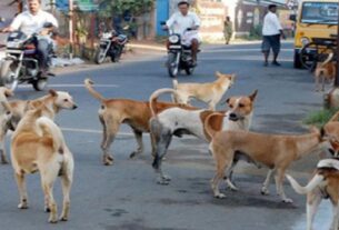 Dogs