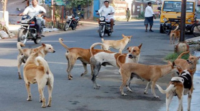 Dogs