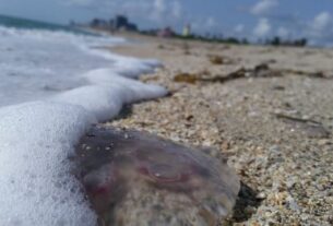 Jelly Fish V
