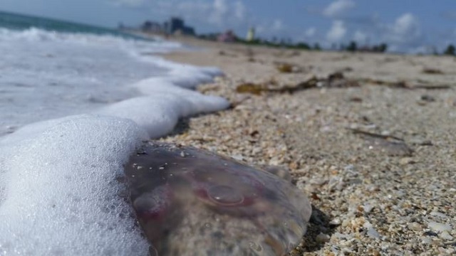 Jelly Fish V