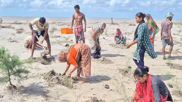 Jhaun Gachha 1